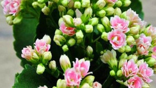 4.62万亿美元!2018年中国外贸总额创历史新高:米乐M6官方入口(图1) 米乐M6