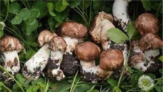 m6最新官网|天齐锂业董事长蒋卫平:技术变革打开锂业发展新空间(图4) 米乐M6官方入口