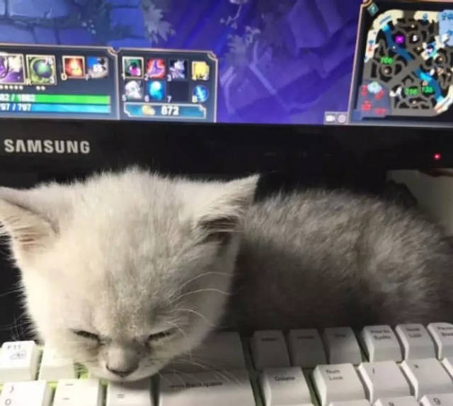 米乐M6官方入口-柯震东萧亚轩恋情扑朔迷离 共同收养的流浪狗惹热议(图4) 米乐M6