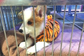 米乐M6|国家能源局就清洁供暖征求意见(图2) 米乐M6官方入口