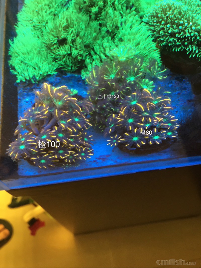 米乐M6官方入口-林志玲代言九朵玫瑰 平面宣传照正式发布(图)