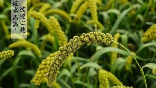 Selina自揭伤疤 烧伤轮椅照首曝光|米乐M6(图4) 米乐M6